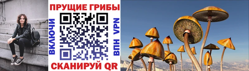 сколько стоит  Цивильск  Псилоцибиновые грибы мухоморы 
